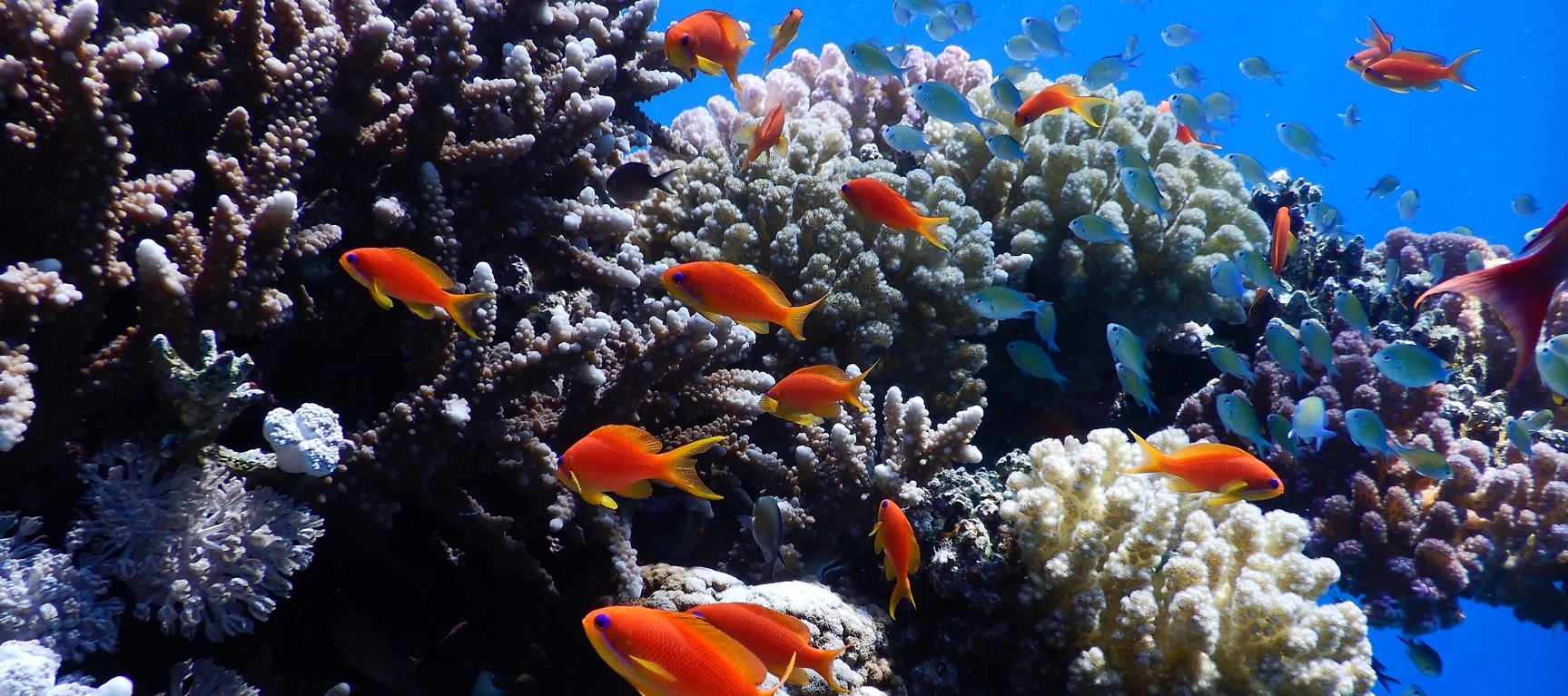 Red Sea Reef Foundation – tagline goes here