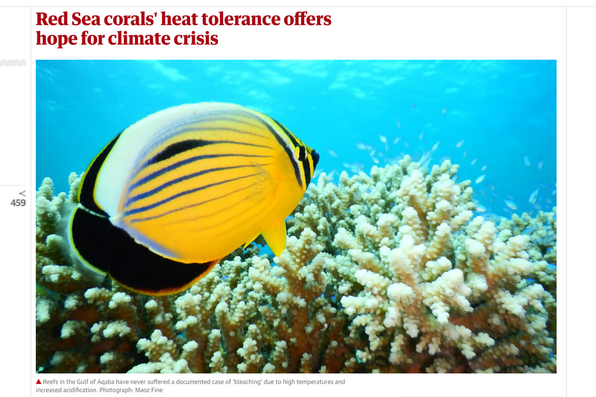 Red Sea Ree Foundation | News - Heat Tolerance of Red Sea Corals