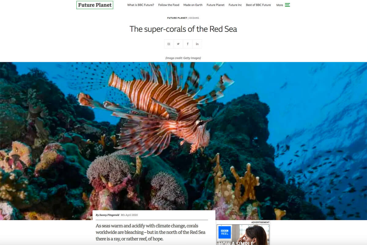 Red Sea Ree Foundation | News - The Super Corals of Red Sea