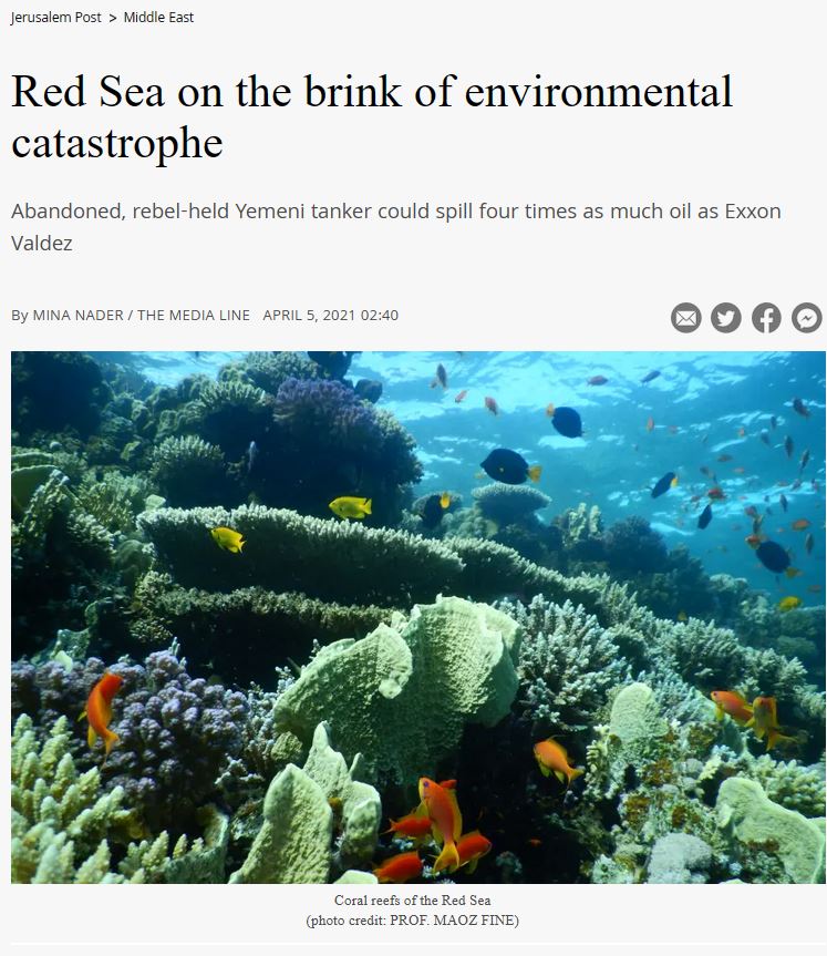 Red Sea Ree Foundation | News - Call to Action to Protect Red Sea Corals